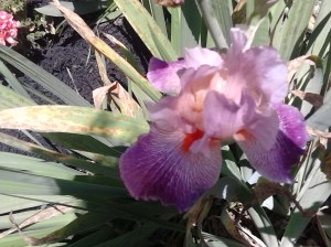 Wren Building Pix 026